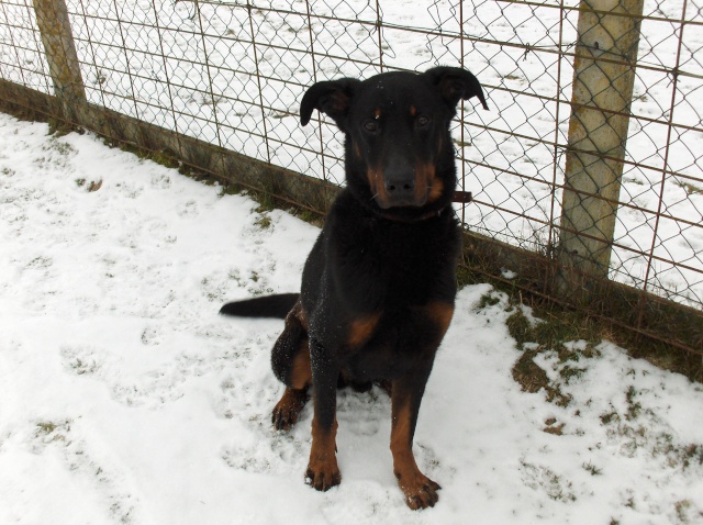 TITAN (Croisé beauceron) Titan710