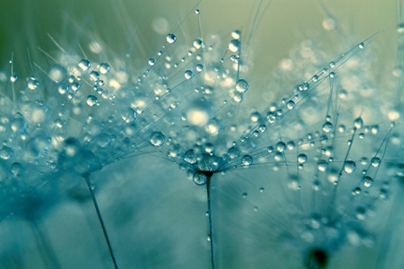 صور رائعة لقطرات الندى Dew drops  Untitl21