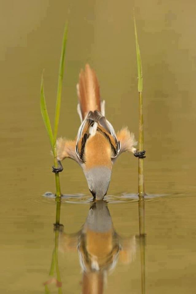 A wonderful picture of a bird drinking water صورة رائعة لعصفور يشرب الماء Wuuh7810