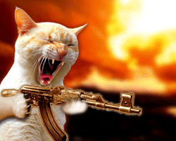 ça s'est passé pas très loin de chez nous ... Chat10