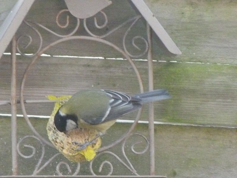 le self service des oiseaux au jardin P1220115