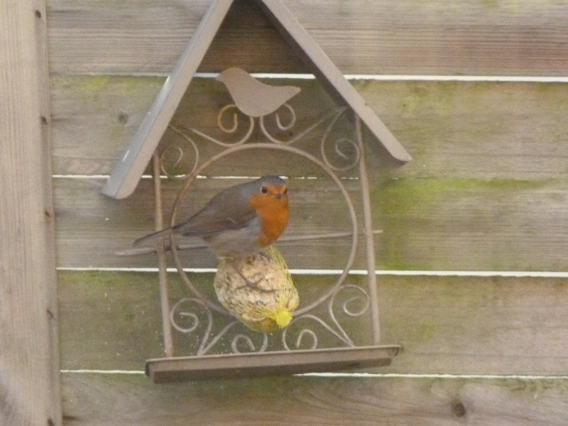 le self service des oiseaux au jardin P1220117