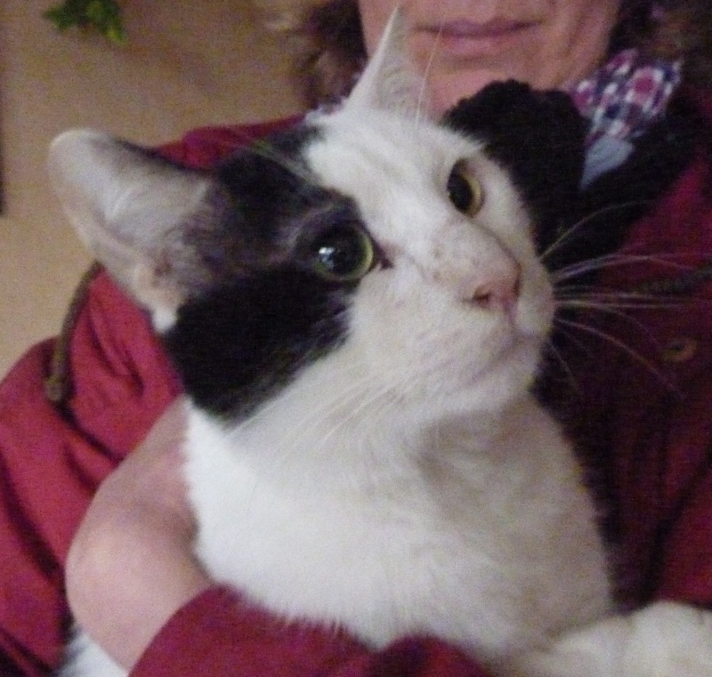 Trouvé chat noir et blanc Bois le Duc à Vandoeuvre (54500) Chat_n10