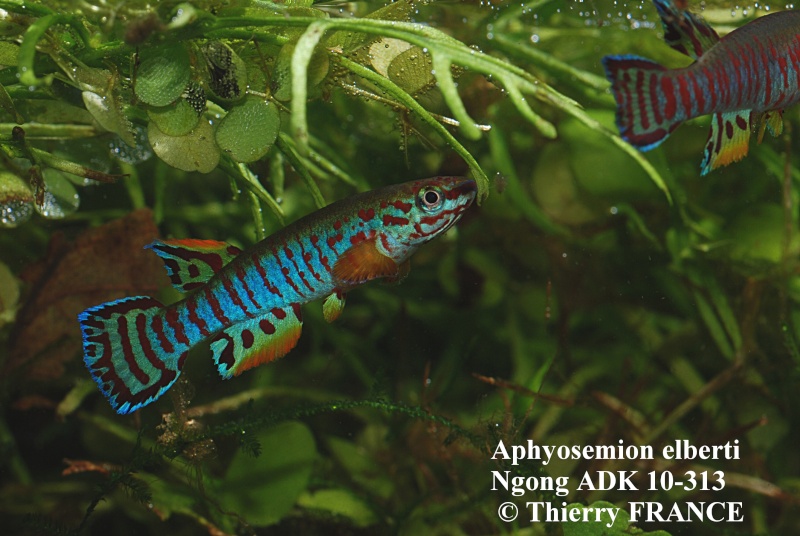 Aphyosemion elberti Ngong ADK 10-313 Aphyos15