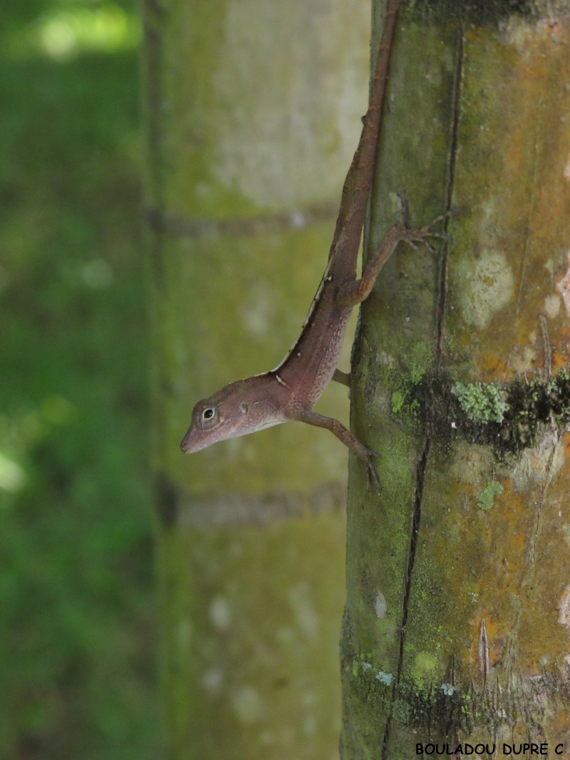 Anolis cybotes cybotes Anolis15