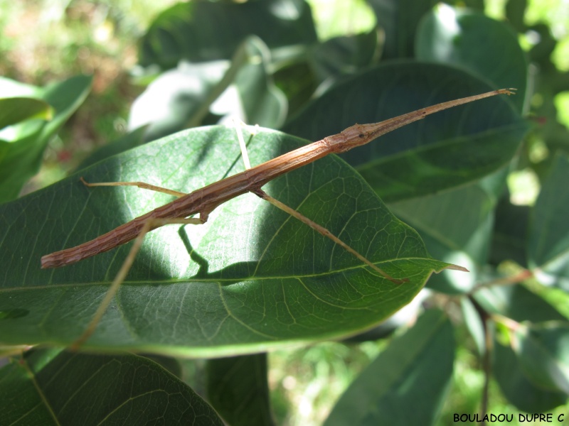 Ocnophiloidea regularis (psg 32) Img_8716