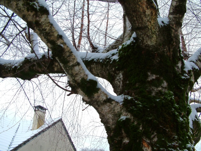 Mes taches de bonheur sous la neige !! Dscf0012
