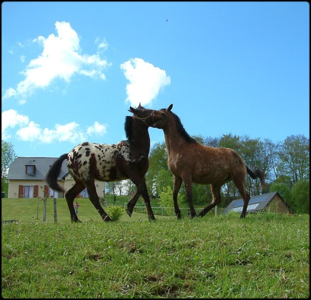 CONCOUR PHOTO: Les chevaux s'amusent... La_fol11