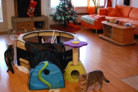 Articles Pour Parc A Chaton Ou Nurserie Page 5 Articles Pour Parc A Chaton Ou Nurserie Page 5