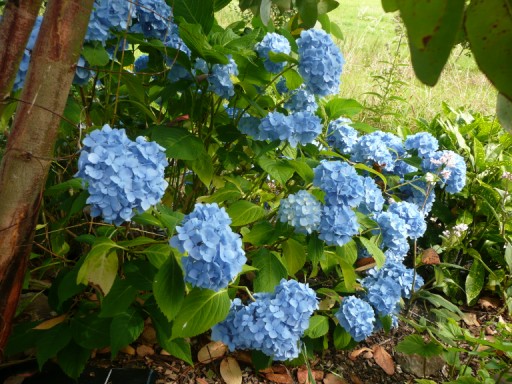 des hortensias bien bleus P1030413