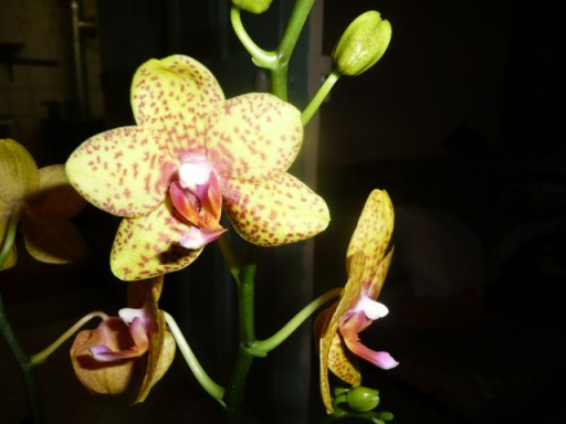 les soldes chez les orchidées P1040218
