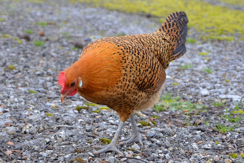 Evolution de mon poussin Mouette de la Frise Orientale naine. Dsc_0011