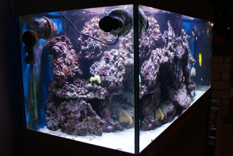 Démarrage aquarium marin 360l.  - Page 3 Dsc01111