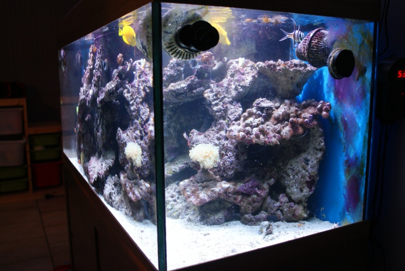 Démarrage aquarium marin 360l.  - Page 3 Dsc01112