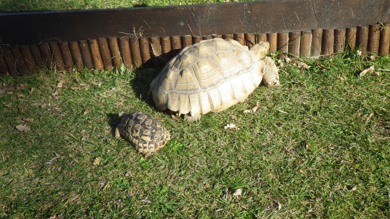 Sussu et parda se promènent sous le soleil Sussu_10