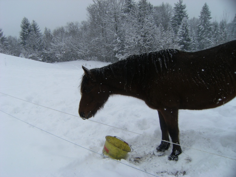 la neige et nos chevaux Les_ju16