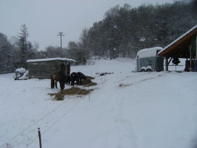 la neige et nos chevaux Les_ju17