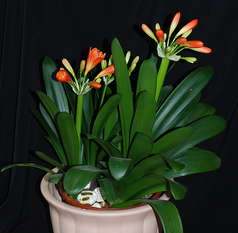 Le Clivia de Prune Clivia10