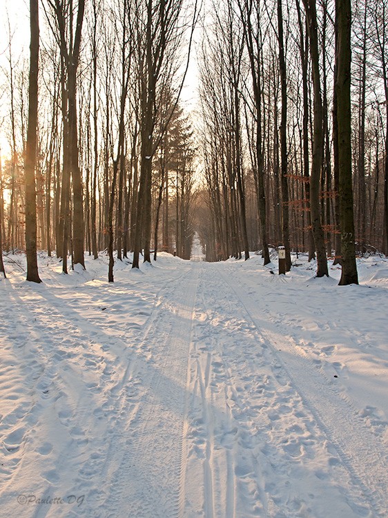 Forêt cathédrale sous la neige Neige_15