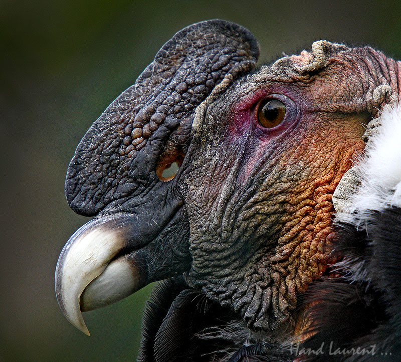 Portrait serré d'un condor Zoo_am10