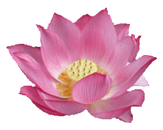 japon: L’Ikebana ou l’Art de faire vivre les Fleurs Lotusf10