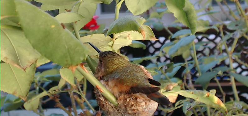 Hummingbird cam - Phoebe - Page 16 Mwsnap15