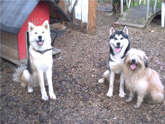 Kaiya  18mois, croisée malamute avant le 15/12 ADOPTEE Getatt12