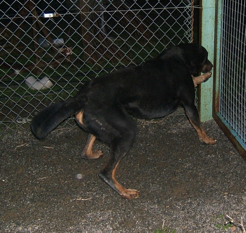 GAROU (ALIAS SAM) mâle beauceron né le 01/06/2009 puce : 250269801603223 - ABANDONNÉ fourrière Sud 44 119