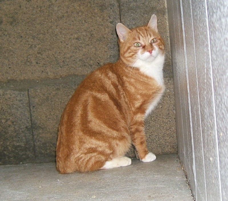    CHAT ROUX (m non castré) délai terminé euthanasie 08/02/2013 - fourrière Sud 44  126