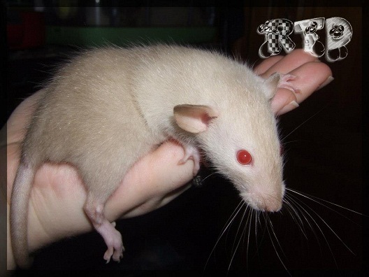 Evolution des ratons 58270010