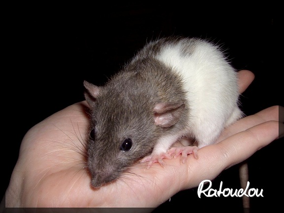 Evolution des ratons Dscf0058