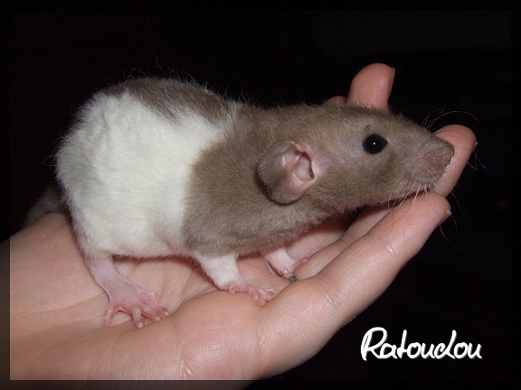 Evolution des ratons Dscf0106