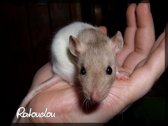 Evolution des ratons Dscf0141