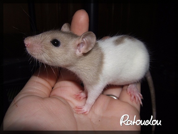 Evolution des ratons Dscf0143