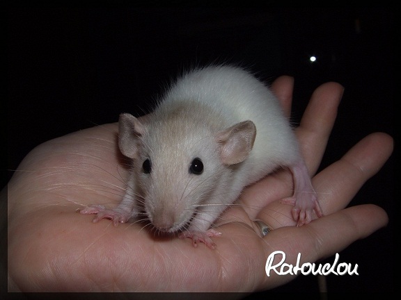 Evolution des ratons Dscf0147