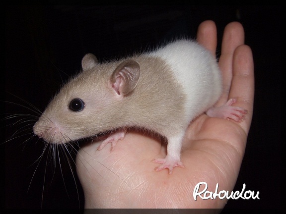 Evolution des ratons Dscf0154