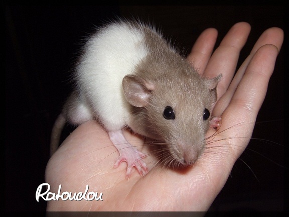 Evolution des ratons Dscf0162