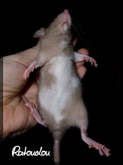 Evolution des ratons Dscf0171