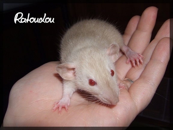 Evolution des ratons Dscf0177