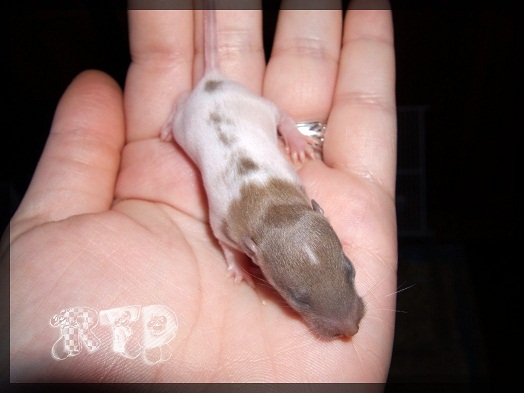 Evolution des ratons Dscf0246