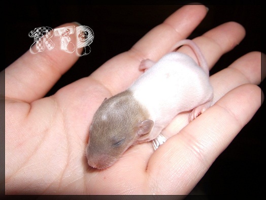 Evolution des ratons Dscf0248