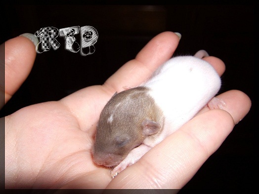 Evolution des ratons Dscf0252