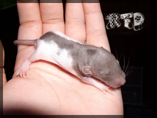 Evolution des ratons Dscf0253