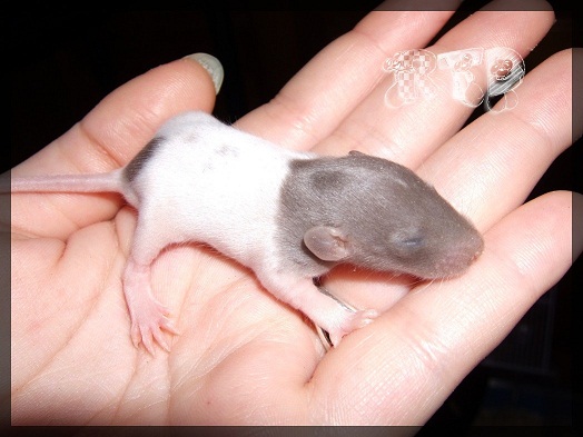 Evolution des ratons Dscf0255