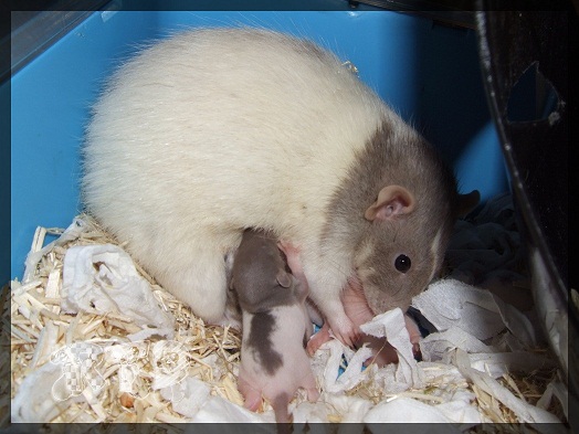 Evolution des ratons Dscf0257