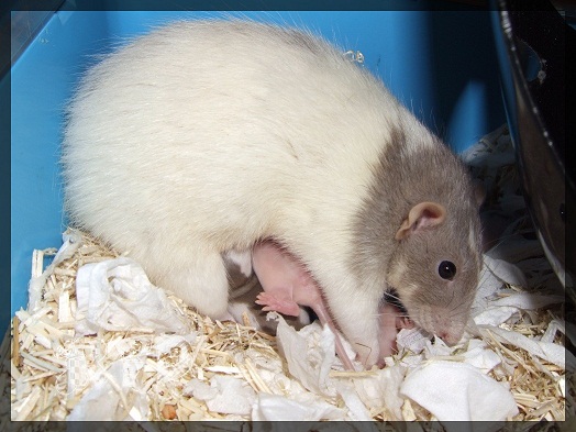 Evolution des ratons Dscf0258