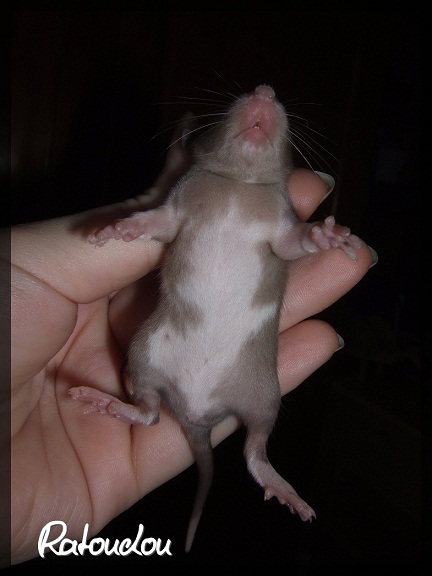 Evolution des ratons Dscf0515
