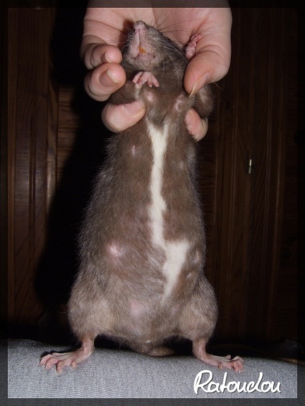 Evolution des ratons Dscf0711