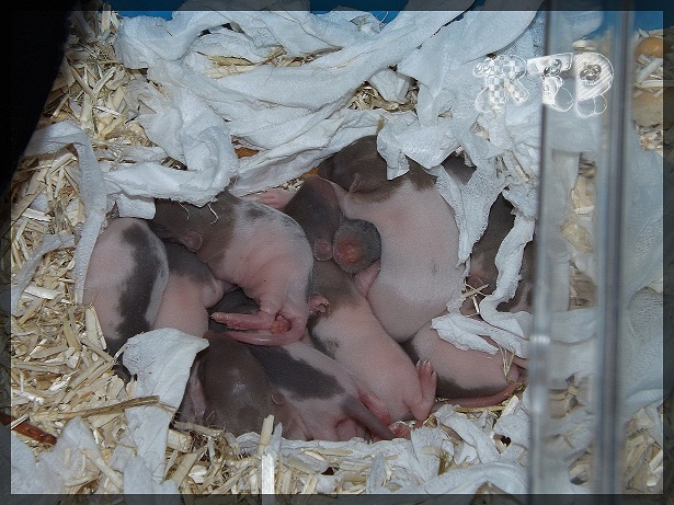 Evolution des ratons Dscf2732