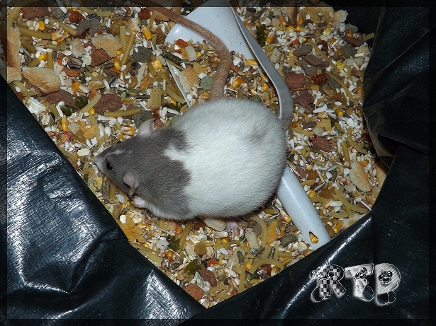 Evolution des ratons Dscf2734